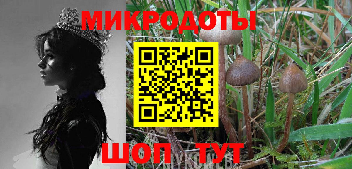 Галлюциногенные грибы Psilocybe Курчатов